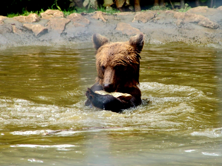 A bear enjoys the pools at the Romania bear sanctuary