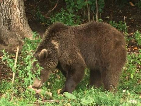 Bear at the sanctuary in Brasov, Romania