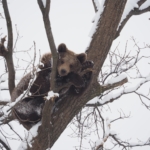 A bear at the Romania bear sanctuary enjoys being able to climb trees and live a life of freedom