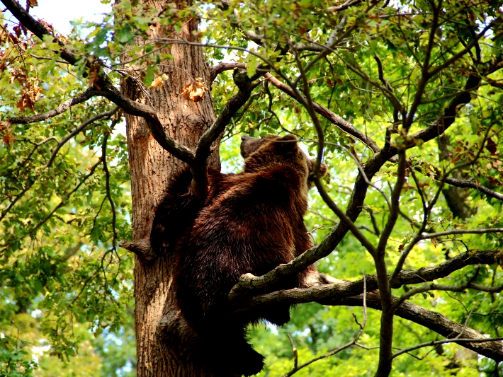 A bear enjoys his newfound freedom at the bear sanctuary in Romania