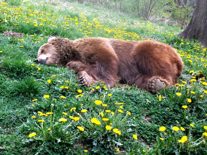 Betsy sleeps at the sanctuary