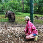 A volunteer watches the bears at the bear sanctuary in Romania