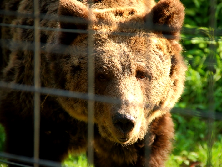 A bear at the romania bear sanctuary