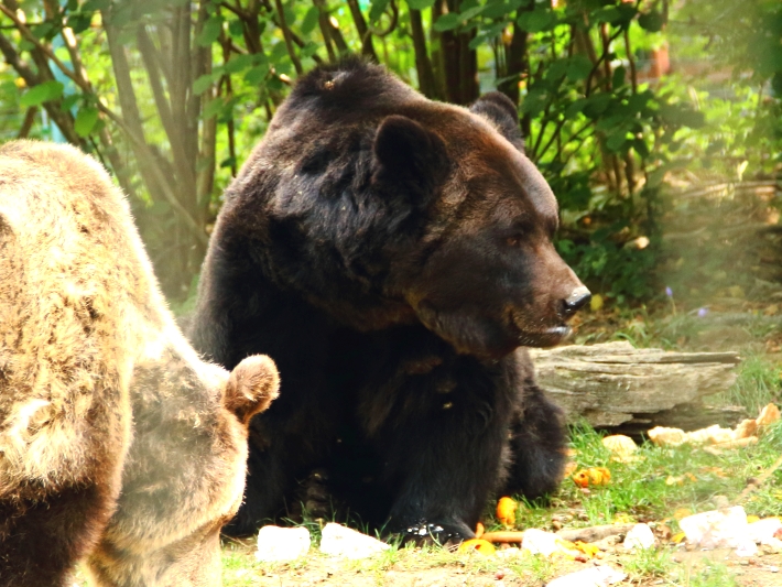 A bear at the bear sanctuary romania