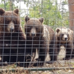 Three bears stand in a line at the bear sanctuary in Romania