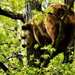 A bear relaxes at the sanctuary in Romania. The sanctuary is very green and leafy - a perfect haven for these rescued bears