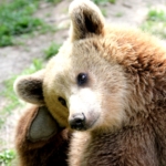 A bear scratches his ear at the sanctuary in Romania