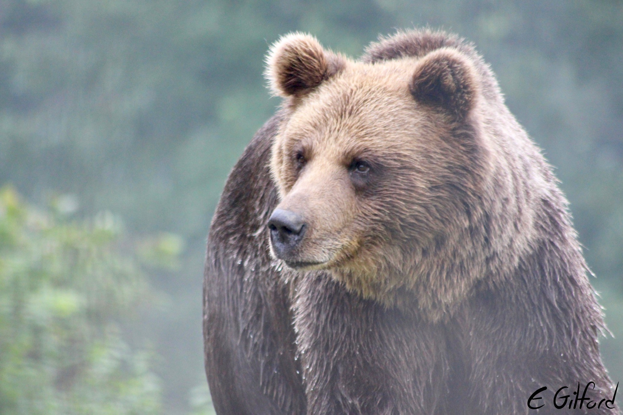 A bear at the bear sanctuary in Romania