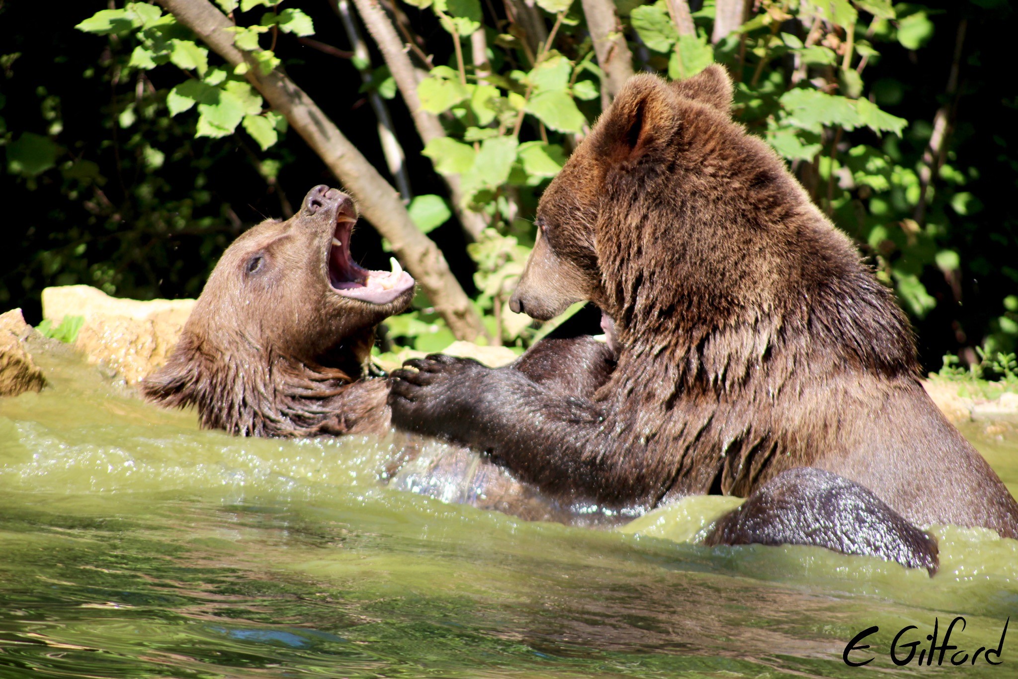 Bears playfight in front of the Oyster volunteers in Romania