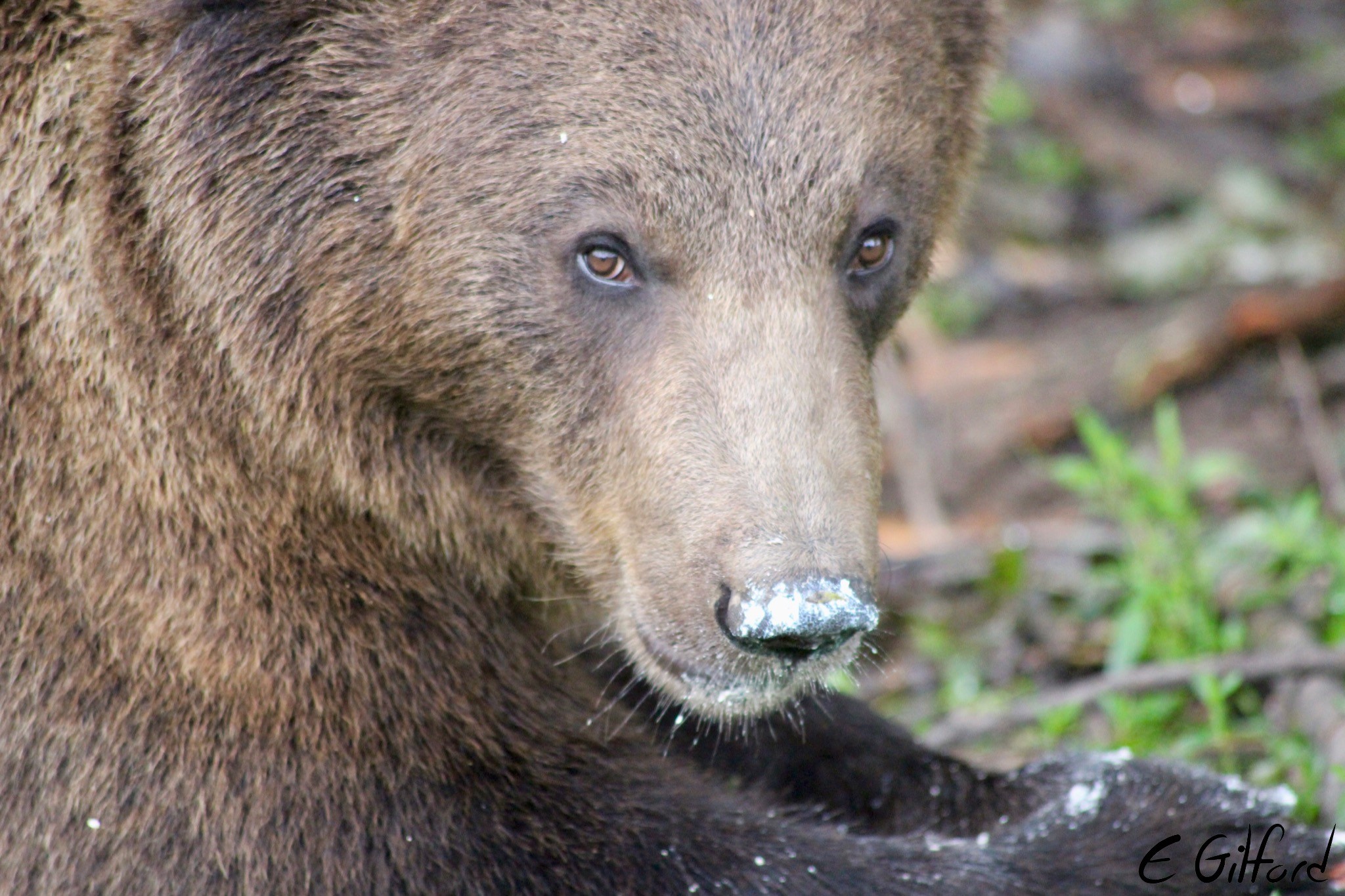 One of the bears at the bear sanctuary in Romania