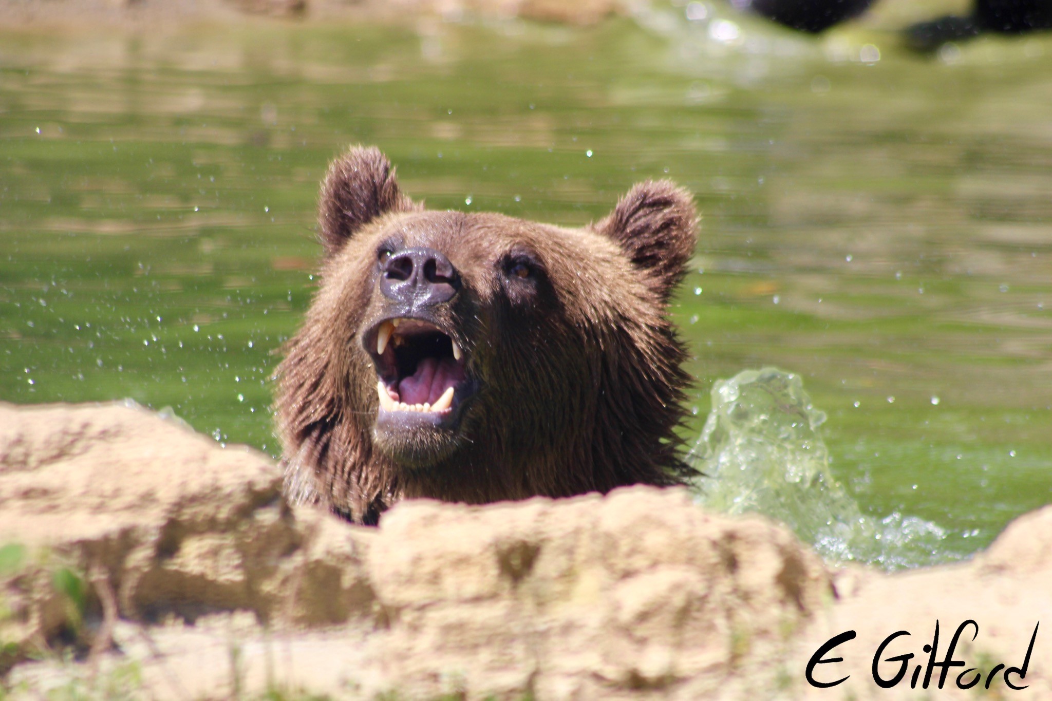 A bear poses for the volunteer camera