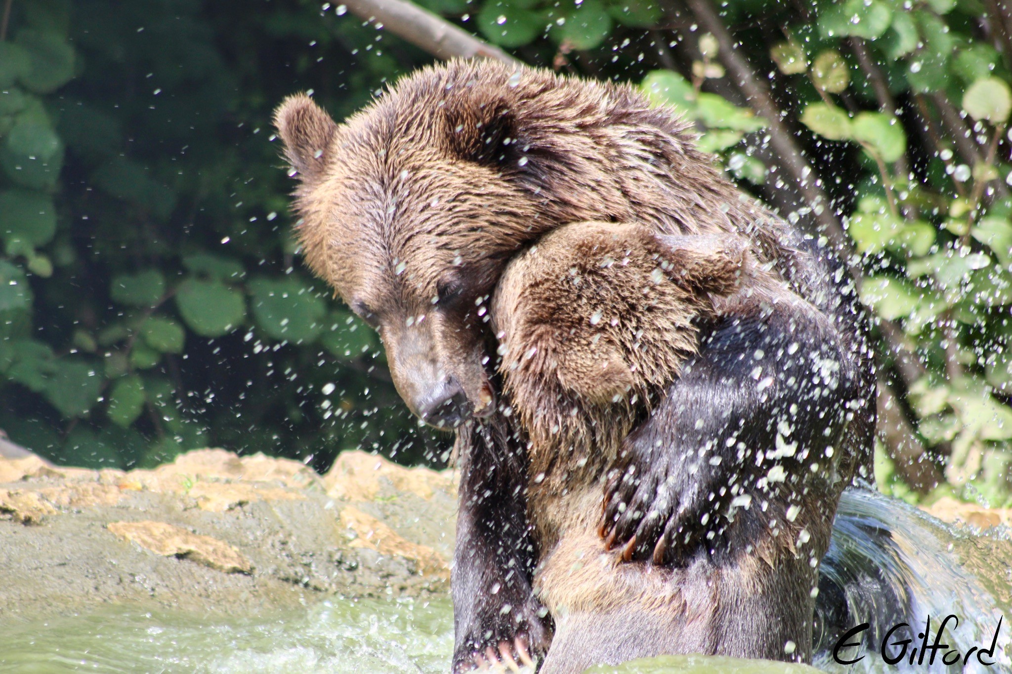 Bears love to play in the pools