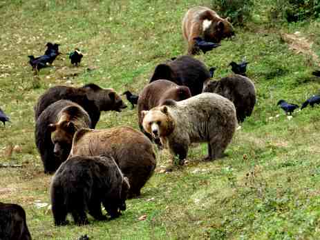 See bears living in a sanctuary in Romania