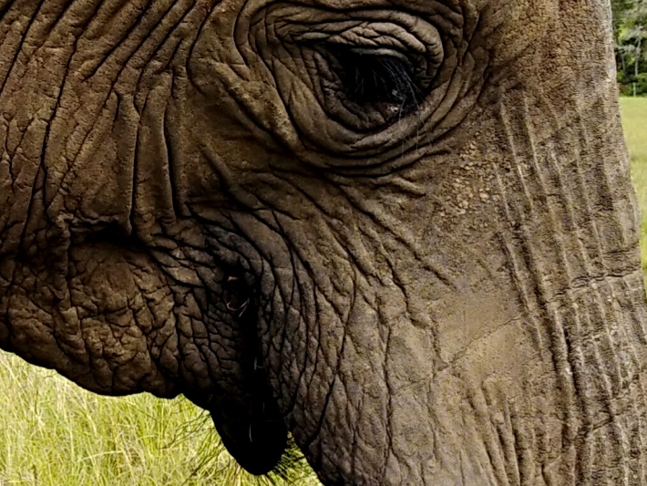 A close up of a rescued elephant 