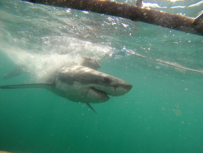 Volunteers go shark cage diving in South Africa