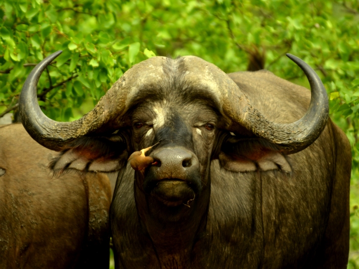 A buffalo hosts a bird on its nose