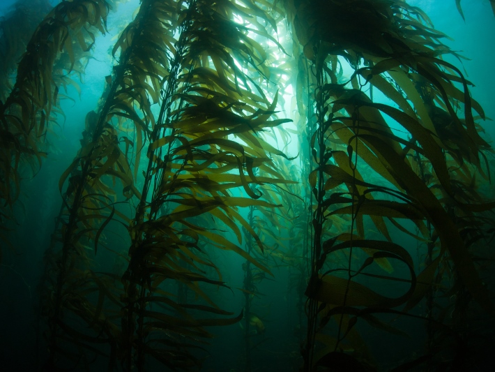 Kelp forest in South Africa