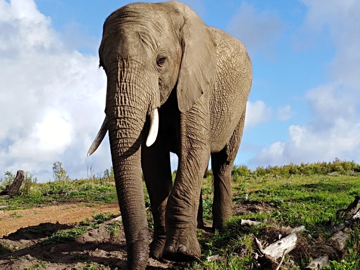 An elephant approaches the elephant care and research volunteers, showing off grace and size