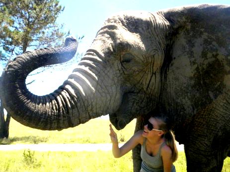 A volunteer experiences the size and grace of the elephants