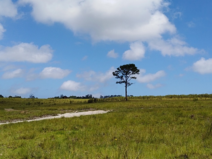 The elephant park is a beautiful home for rescued elephants