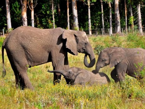 Three elephants socialise in the elephant park