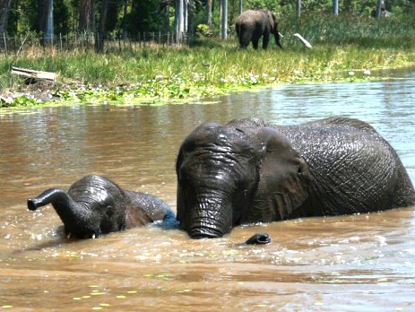 Keisha and Thato hit the lake for a good swim