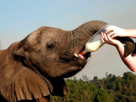 Mashudu has been adopted by Oyster Worldwide, and is our firm favourite for his cheekiness and playfulness. Here Mashudu is bottle fed as a baby.