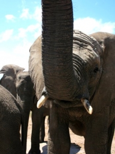 Meet Thandi, the first elephant to be born at the park in South Africa