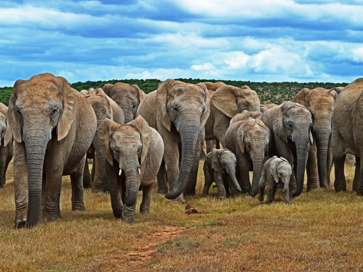 Elephants at Addo National Park
