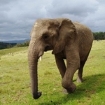 This elephant enjoys her newfound freedom at the elephant park in South Africa