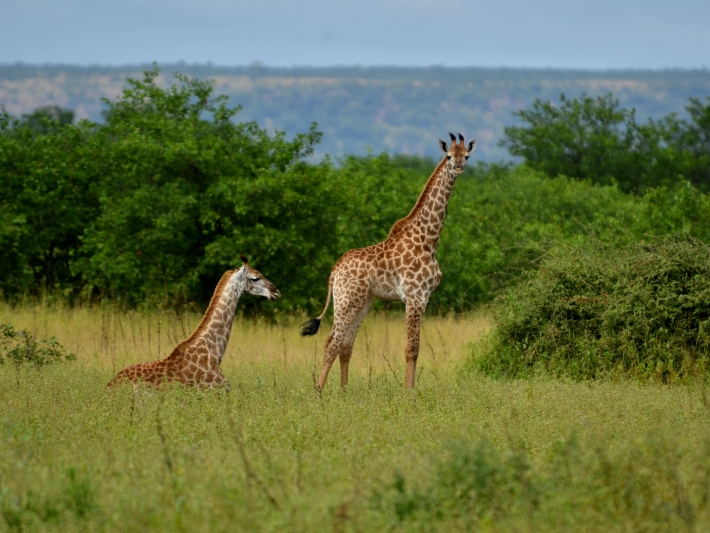 A baby giraffe looks out on Kruger National Park