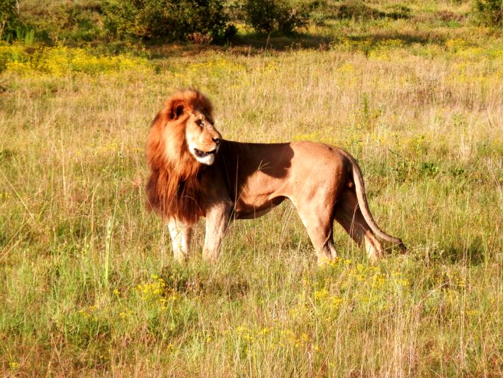 A lion in Addo National Park