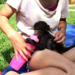 A volunteer bottle feeds a baby primate in South Africa on the rehabilitation project