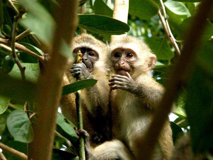 A couple of rehabilitated vervets enjoy exploring the wild