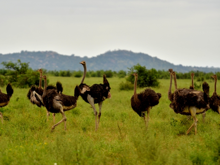 Ostriches roam the plains in the Kruger National Park