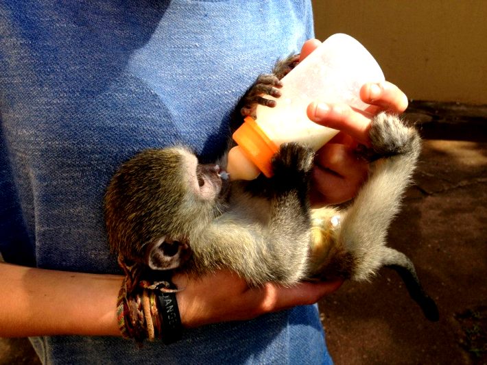 A baby is looked after at the primate rehabilitation centre in South Africa