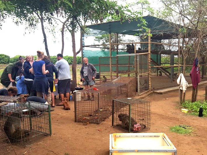 Volunteers help with preparations for the primate release in South Africa