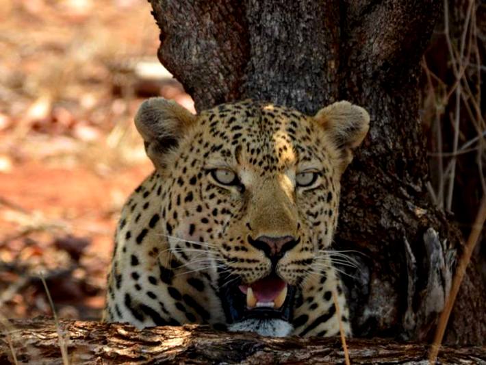 A lion rests in the shade