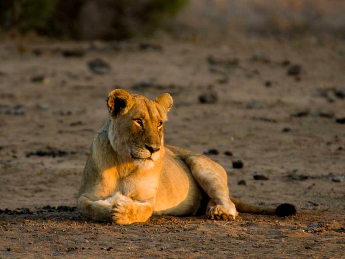 See beautiful animals on your Kruger Safari