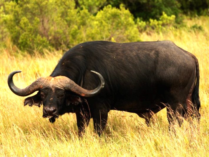 Buffalo research in South Africa