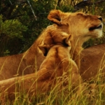 Lions at the Big 5 game reserve in South Africa