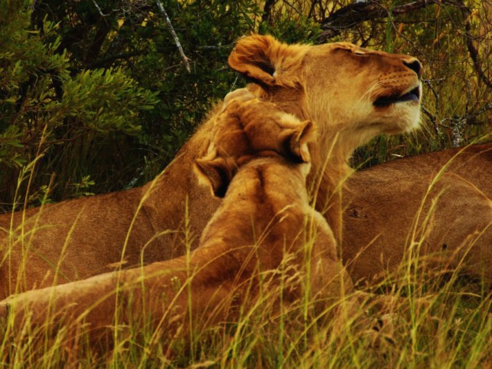 Lions at the Big 5 game reserve in South Africa