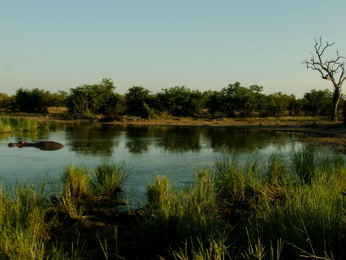 A hippo wallows in the lake in the Kruger