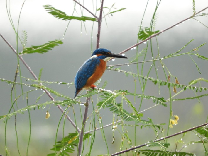 The brid life in Sri Lanka is absolutely phenomenal