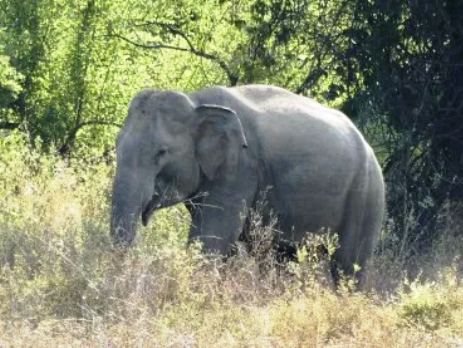 Sri Lankan elephant in the wild