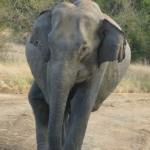 Sri Lanka elephant on the road