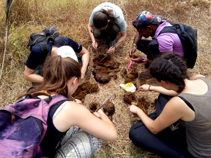 Volunteers help with analysing elephant dung to understand their grazing patterns in Sri Lanka