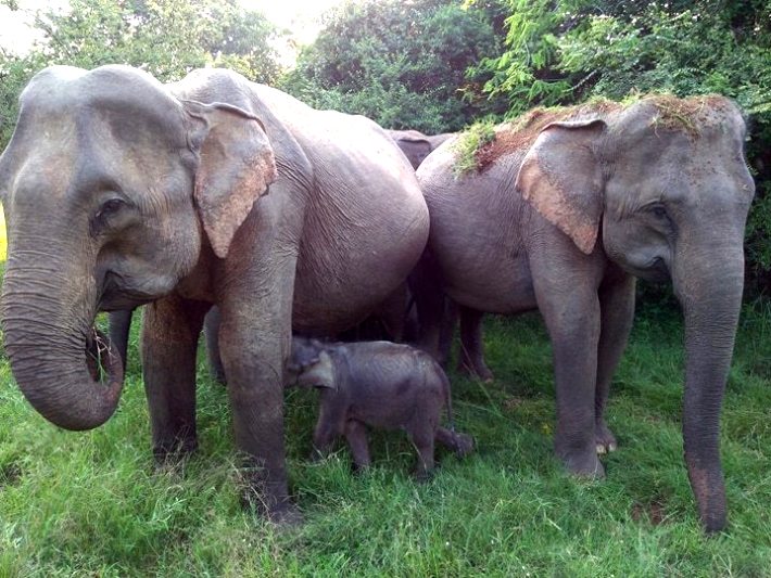 Travelling in Sri Lanka allows volunteers to see elephants in their natural habitat