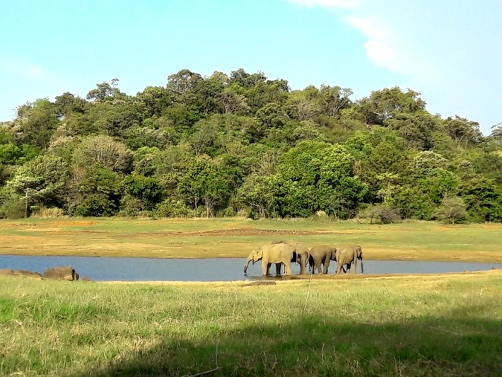 Monitoring elephants in the wild