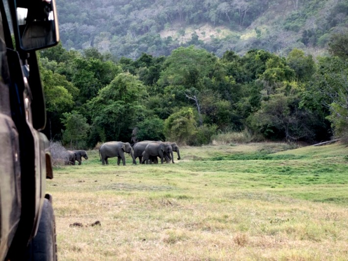 Volunteering diary: volunteers monitor elephants in the wild in Sri Lanka